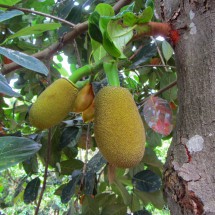 Huge Jack fruits in Samvara's garden
